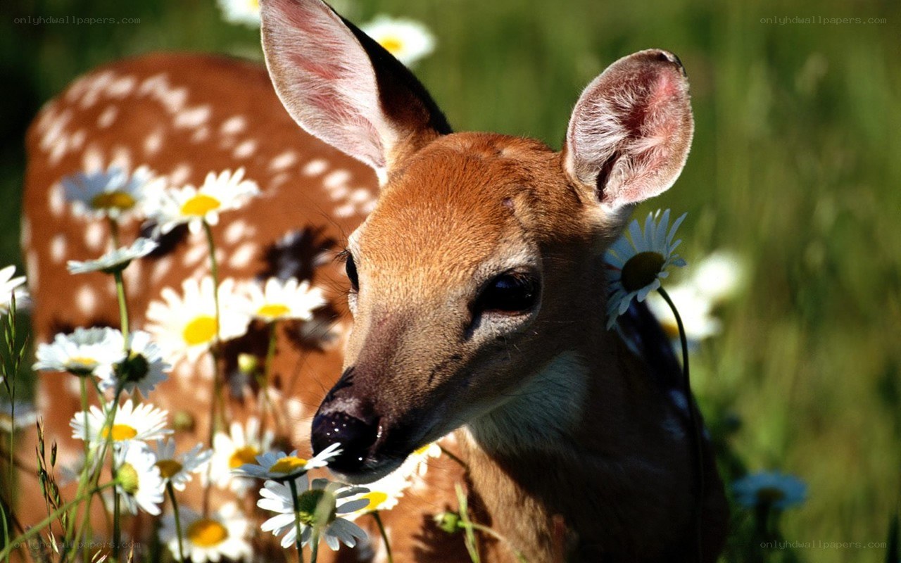 fawn among daisies