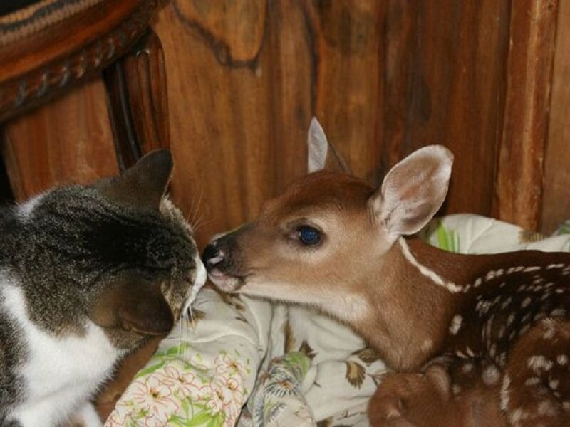 Fawn and Cat Interacting