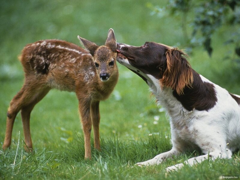 Fawn and Dog Interaction