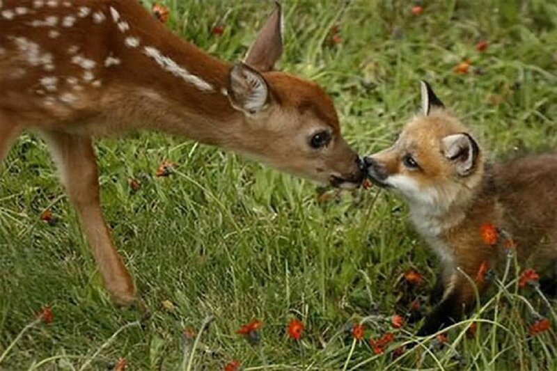 Fawn and Fox Cub