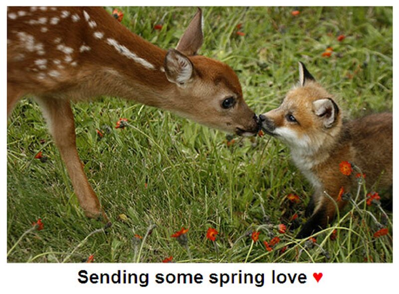 Fawn and Fox Kit
