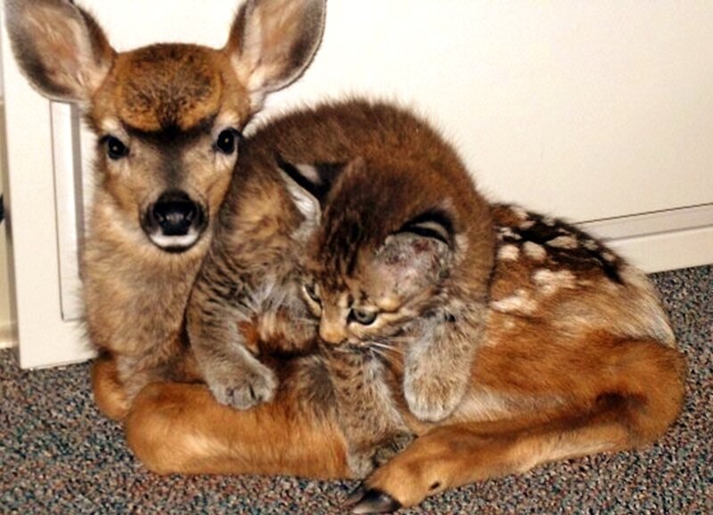 Fawn and Kitten