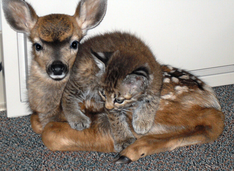 Fawn and Kitten Together