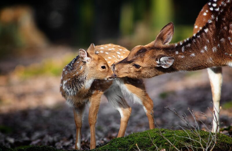 Fawn and Mother Deer — Brown, Serene