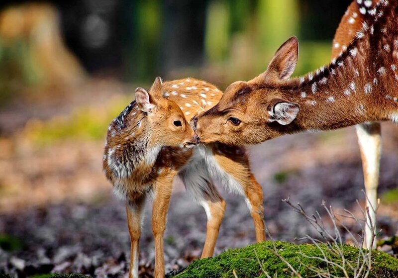 Fawn and Mother Deer — Brown