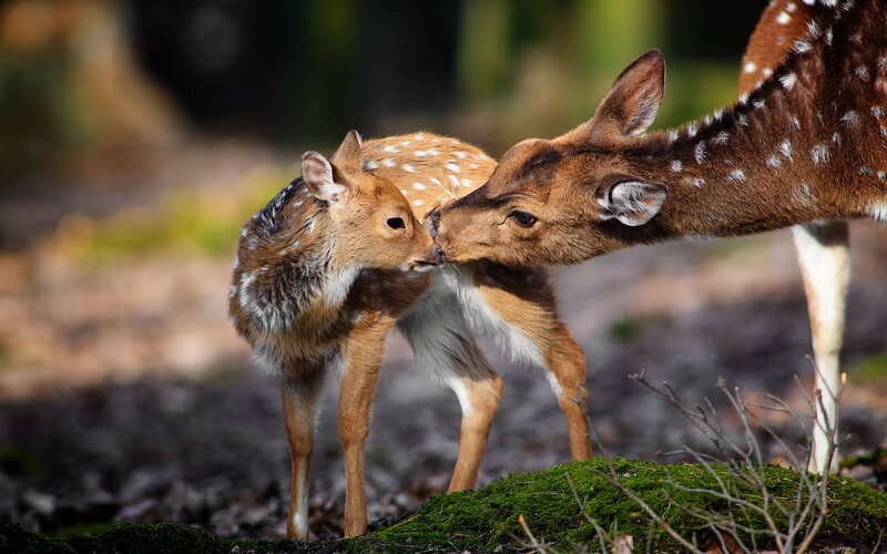 Fawn and Mother Deer