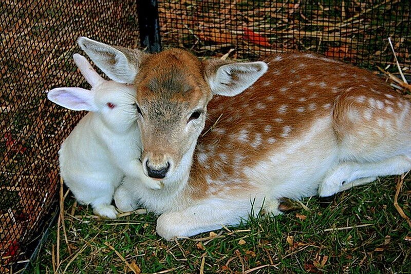 Fawn and Rabbit Together — Brown