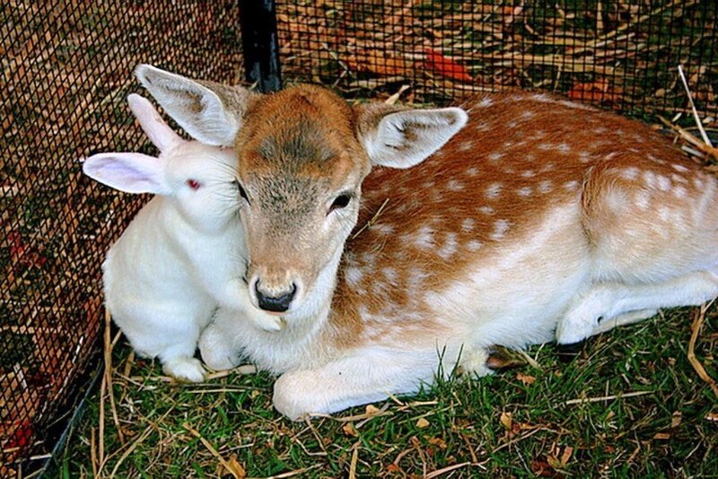 Fawn and Rabbit Together