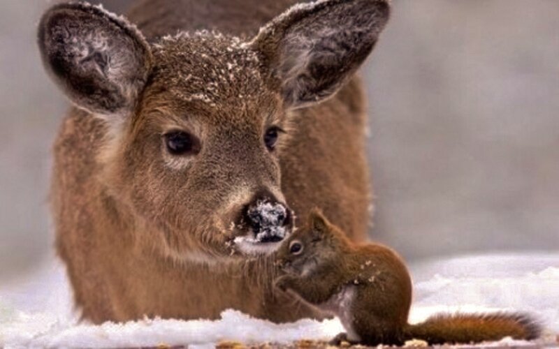 Fawn and Squirrel in Snow