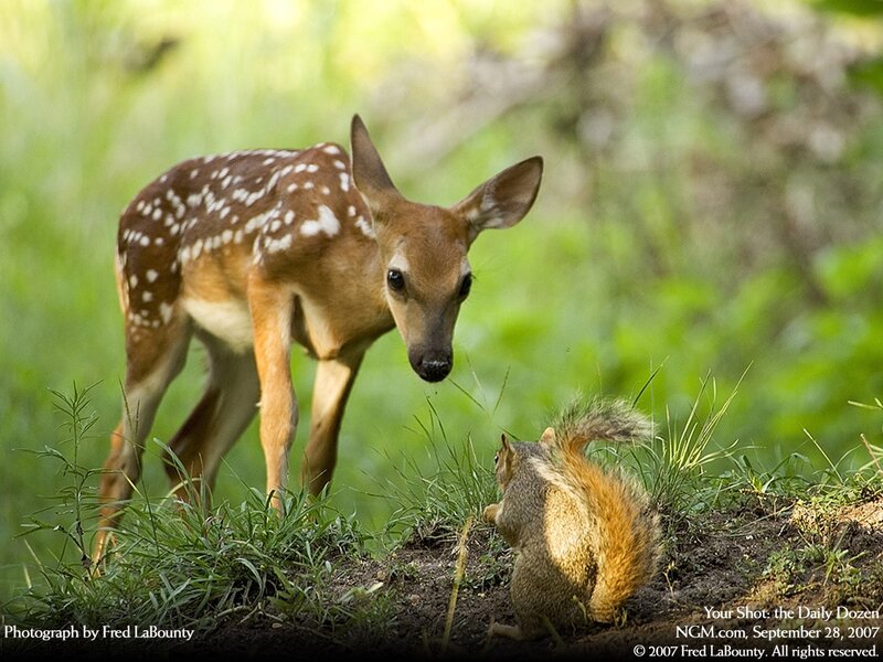 fawn and squirrel interaction