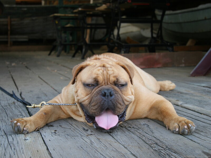 Fawn Bulldog Lying Down