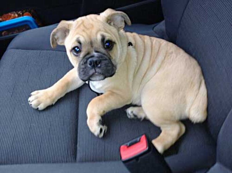 Fawn Bulldog Puppy