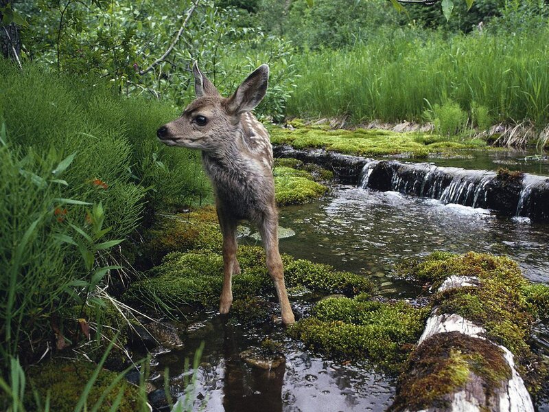 Fawn by a forest stream