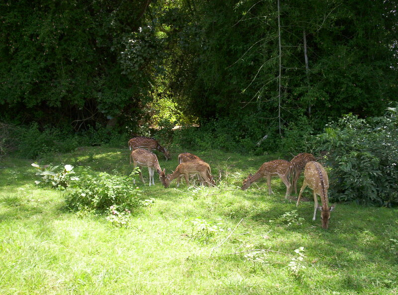 Fawn Deer Grazing