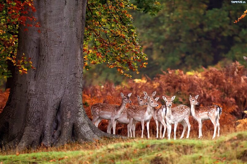 Fawn Deer Group