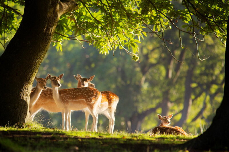 Fawn Deer in Forest