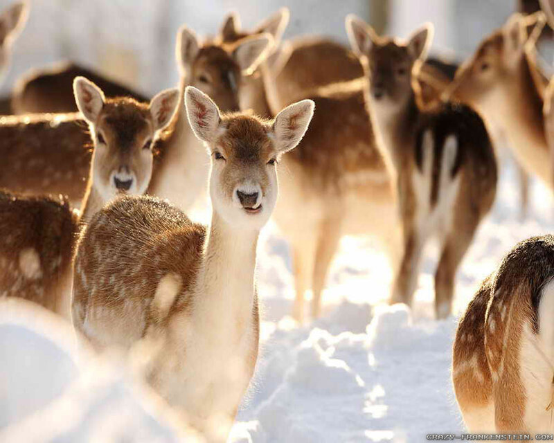 Fawn Deer in Snow — Brown