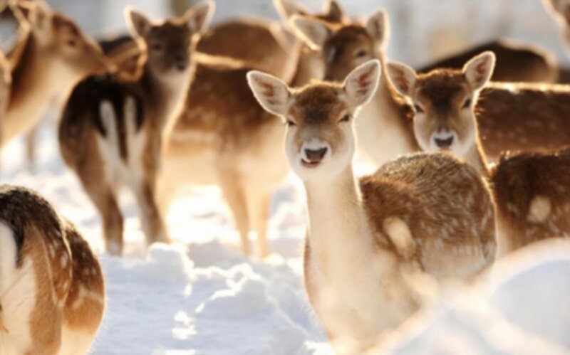 Fawn Deer in Snow