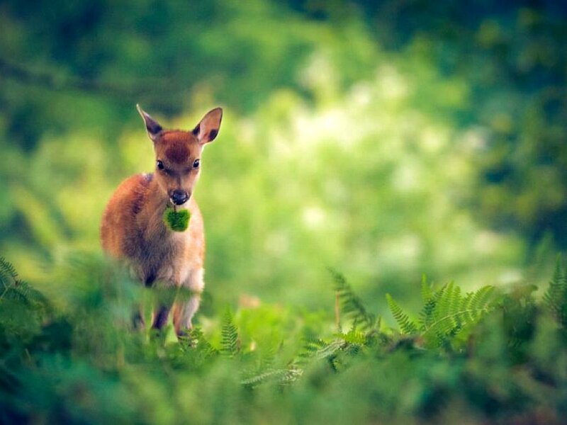 Fawn Eating Fern
