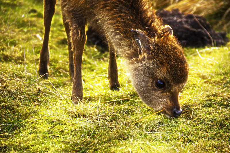 Fawn Eating Grass