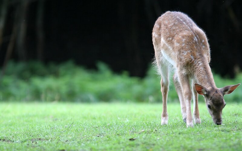 fawn grazing in a field