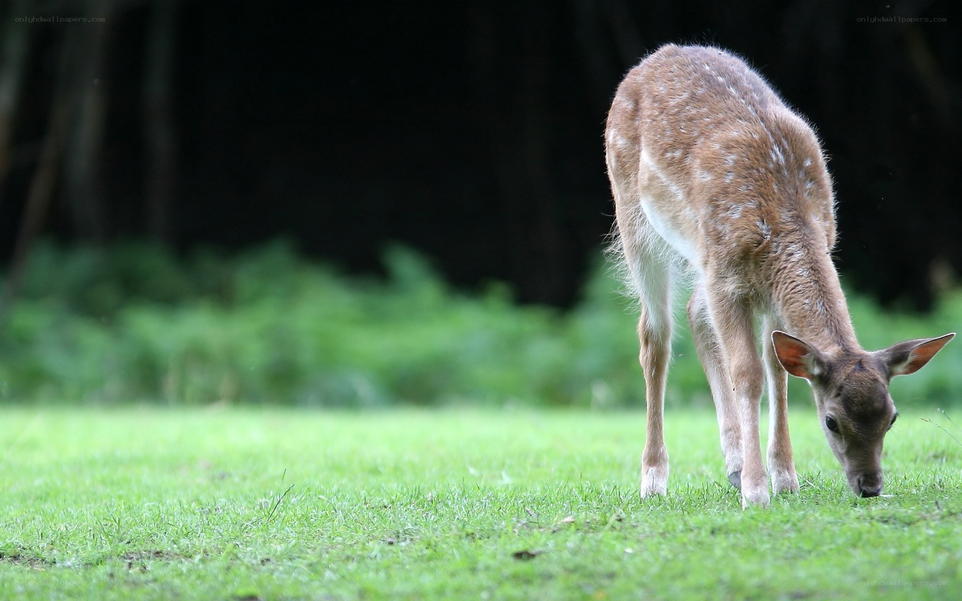 fawn grazing in a field