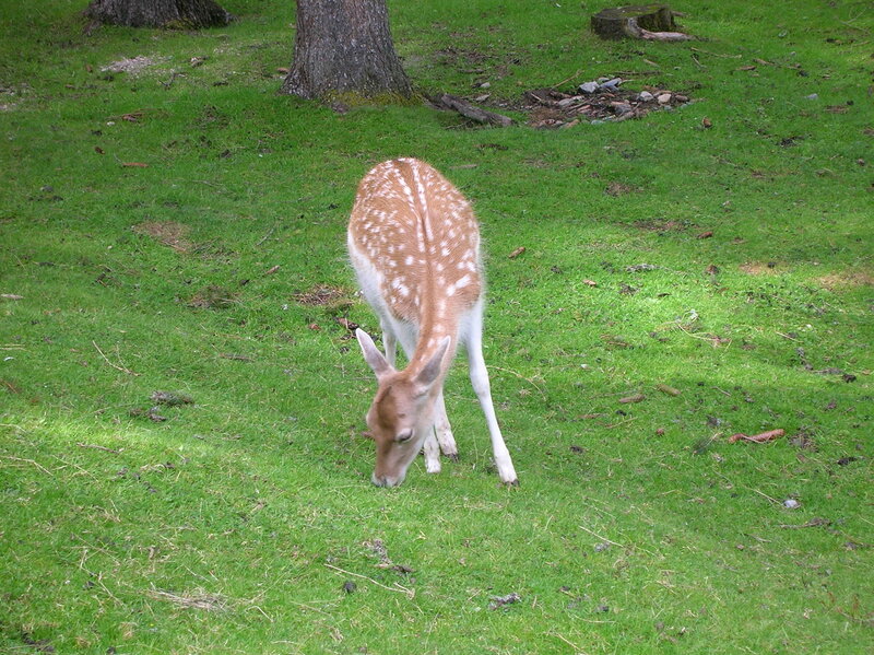 Fawn grazing in a park