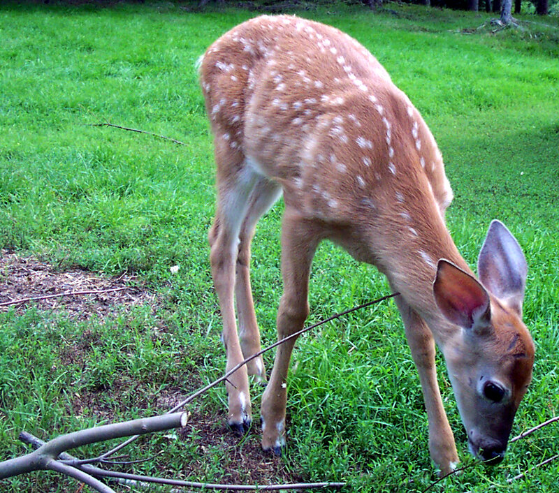 Fawn Grazing in Grass