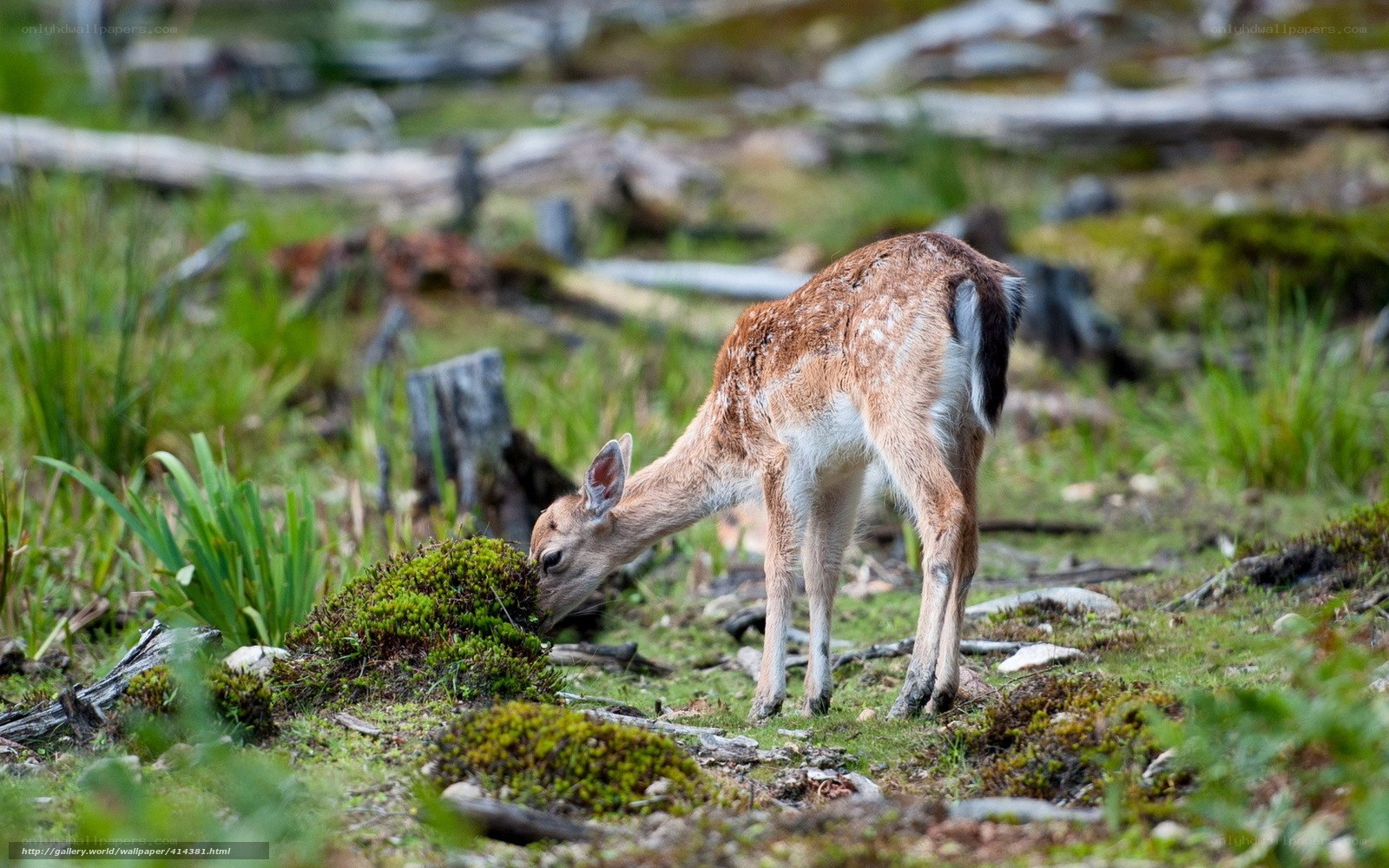fawn grazing in mossy field