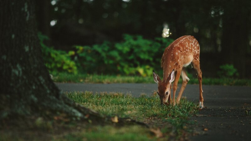 Fawn Grazing on Grass