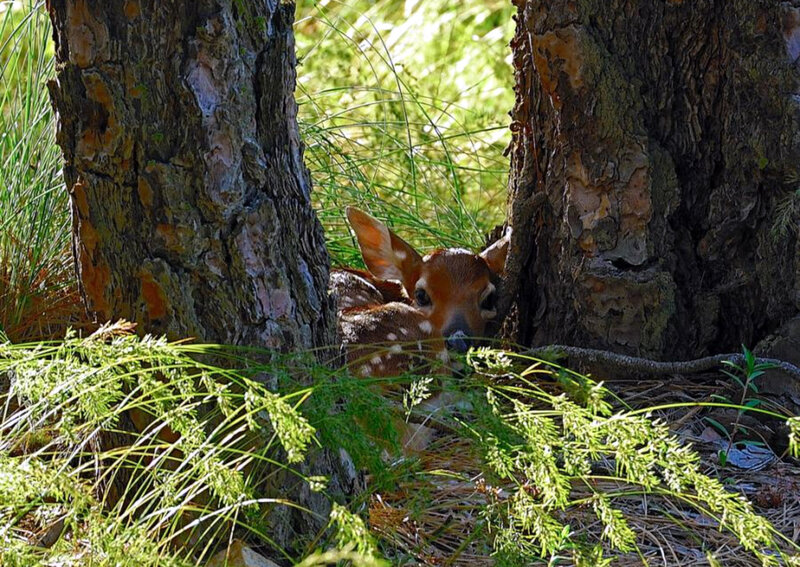 fawn hiding between trees