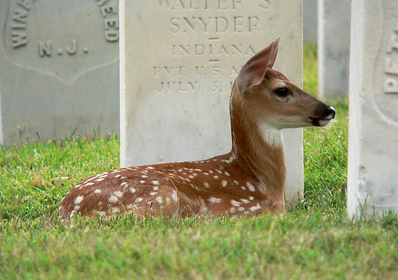 Fawn in a Cemetery
