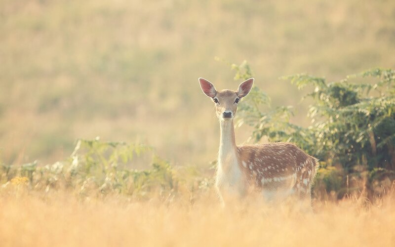 Fawn in a Field — Brown, Serene