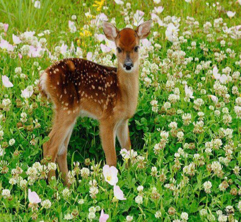 Fawn in a Field — Green, Serene, Spring