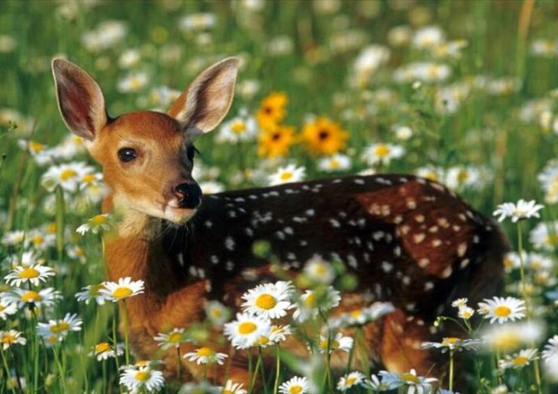 Fawn in a Field — Green, Serene