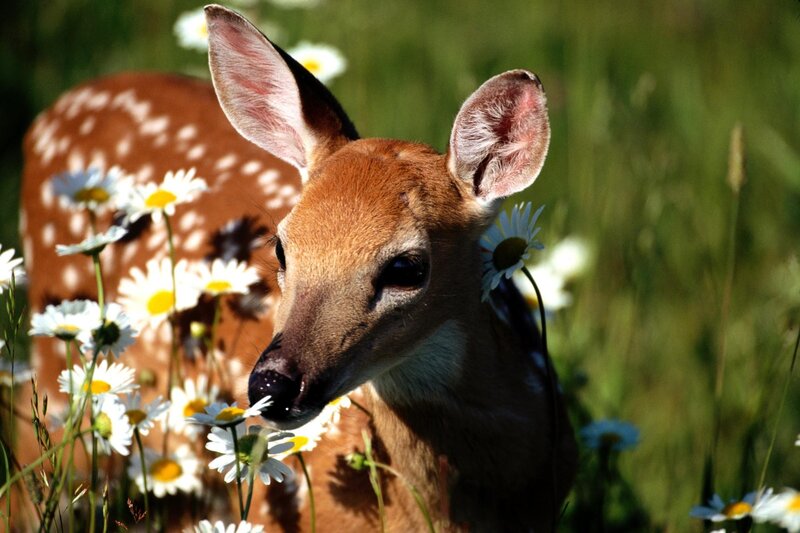 Fawn in a field of daisies