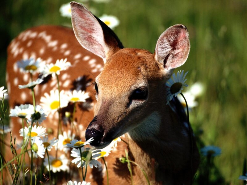 fawn in a field of daisies