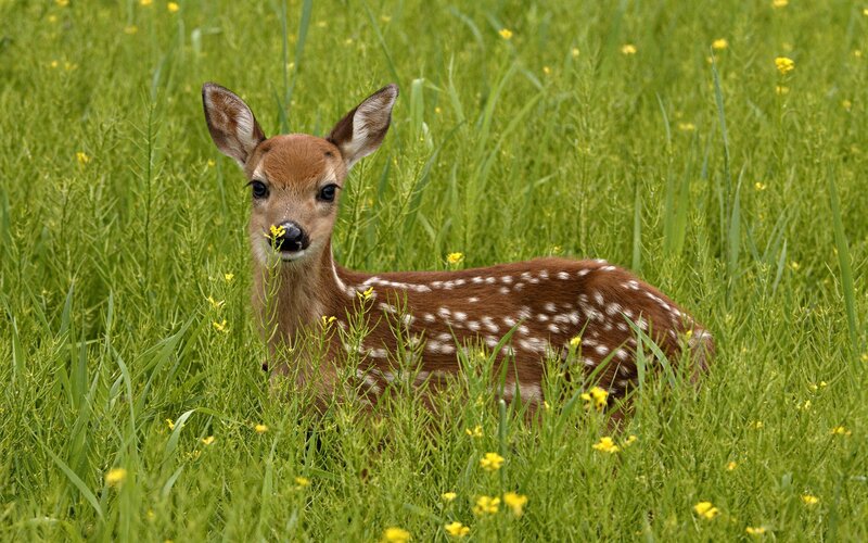 fawn in a field of flowers