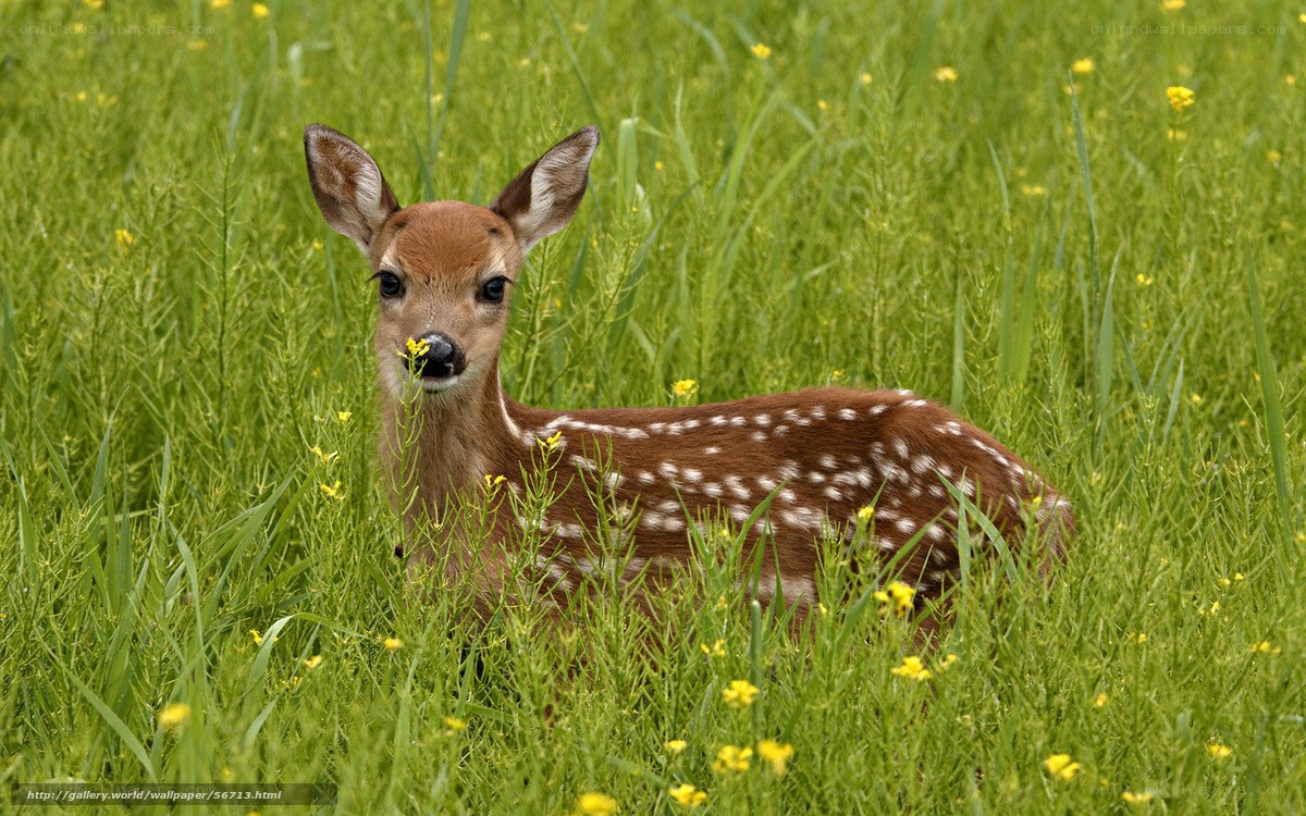 fawn in a field of flowers