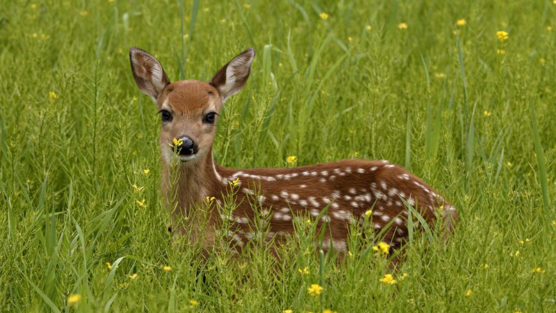 fawn in a field of grass