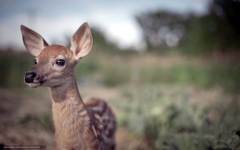 fawn in a field