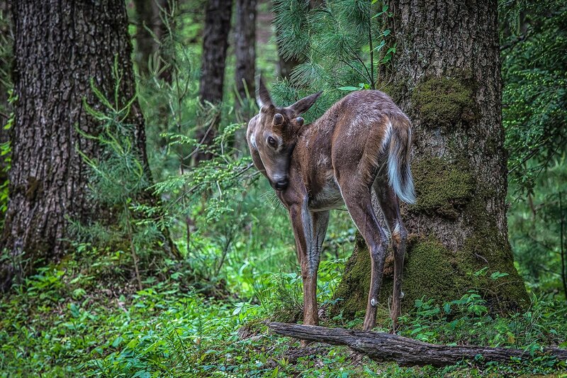 Fawn in a forest