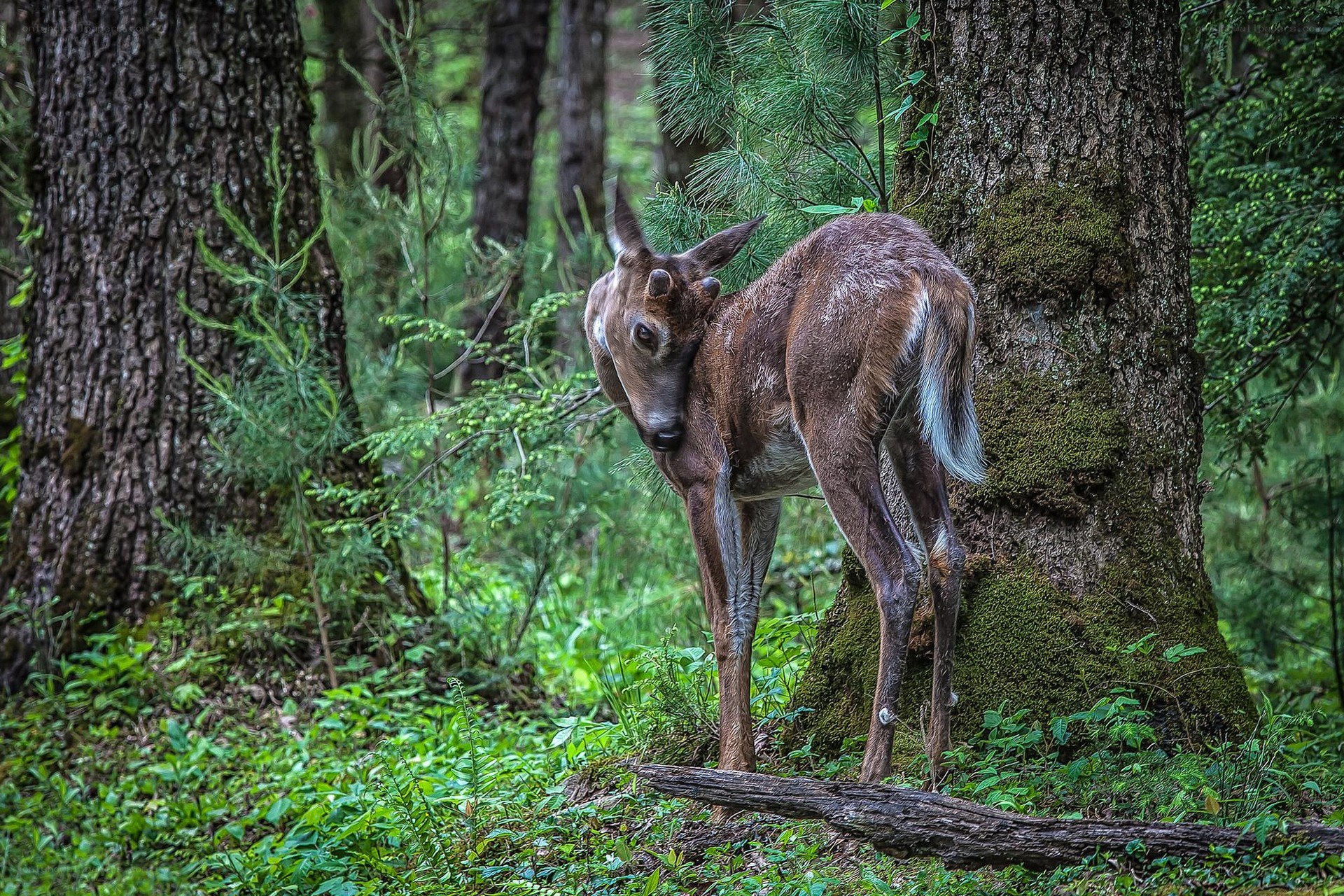 Fawn in a forest