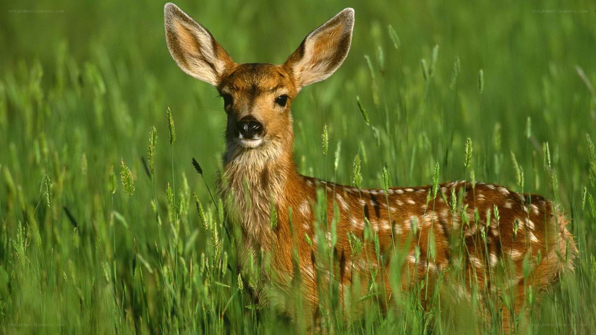 fawn in a grassy field