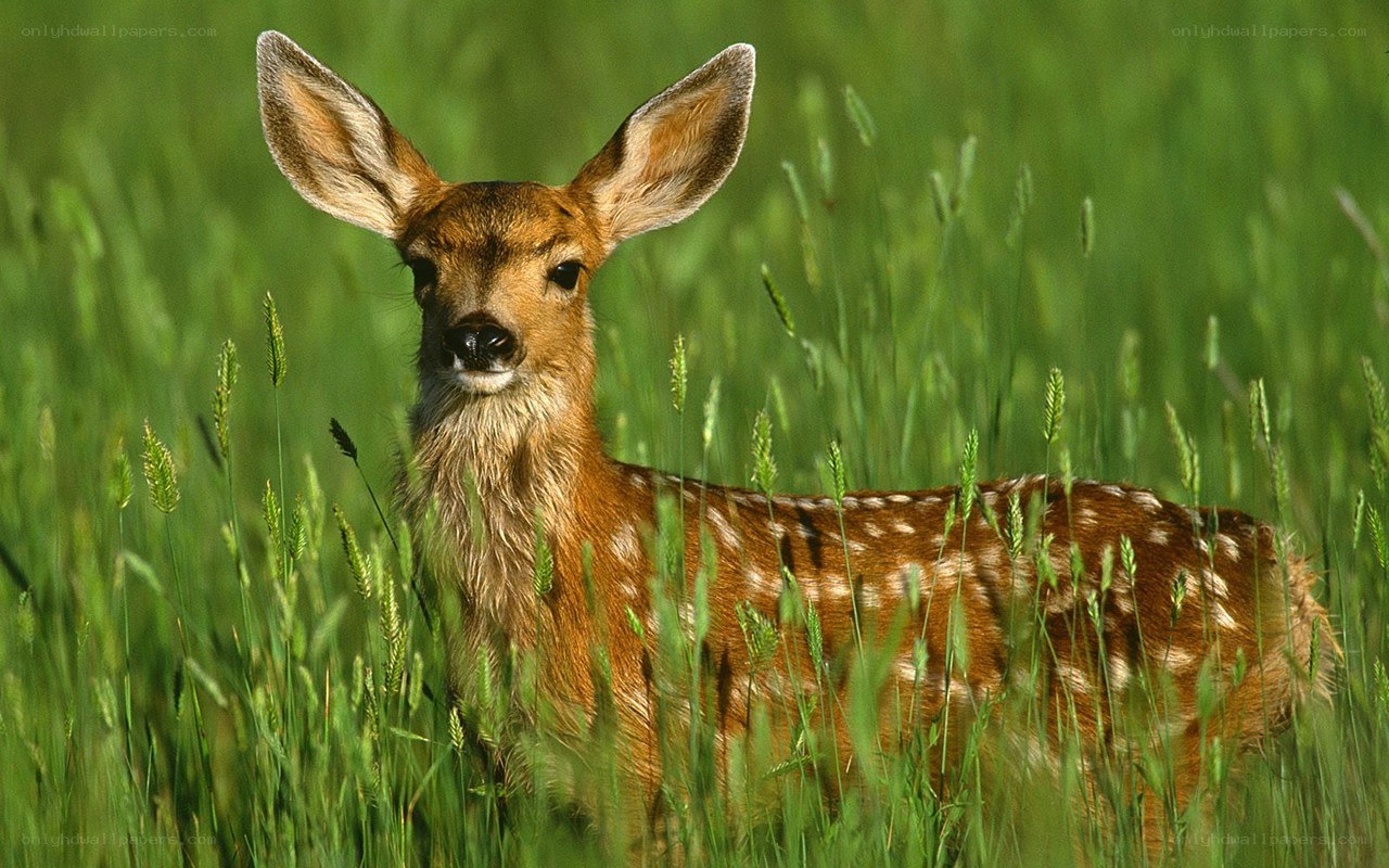 fawn in a grassy field