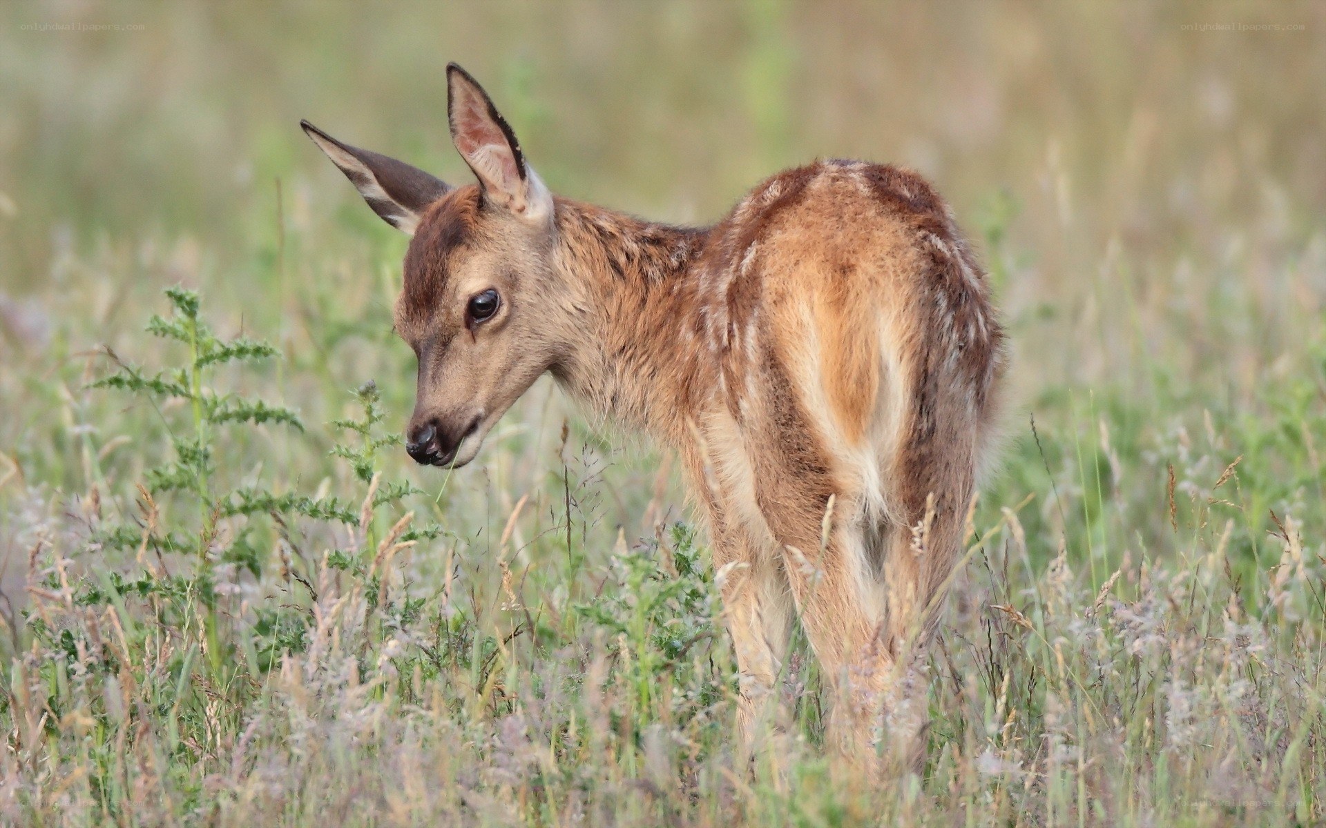 fawn in a grassy field