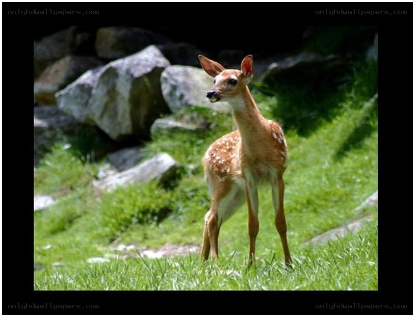 fawn in a grassy field