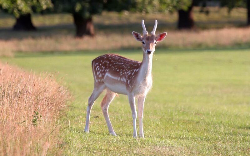 Fawn in a grassy field