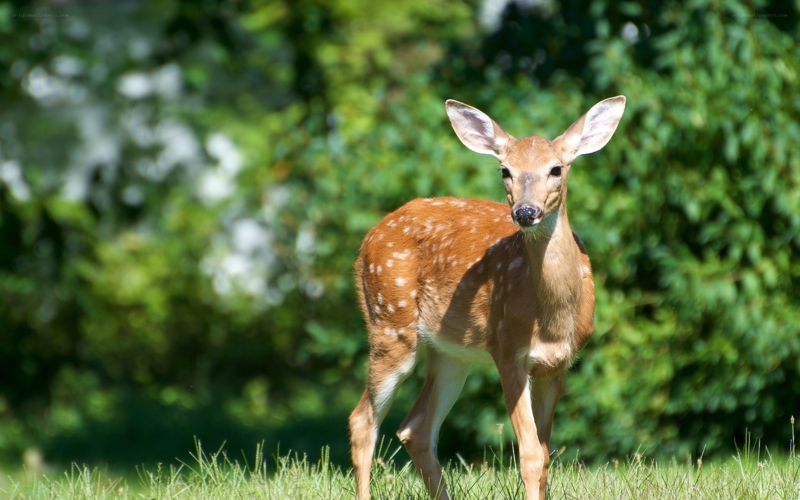fawn in a grassy field