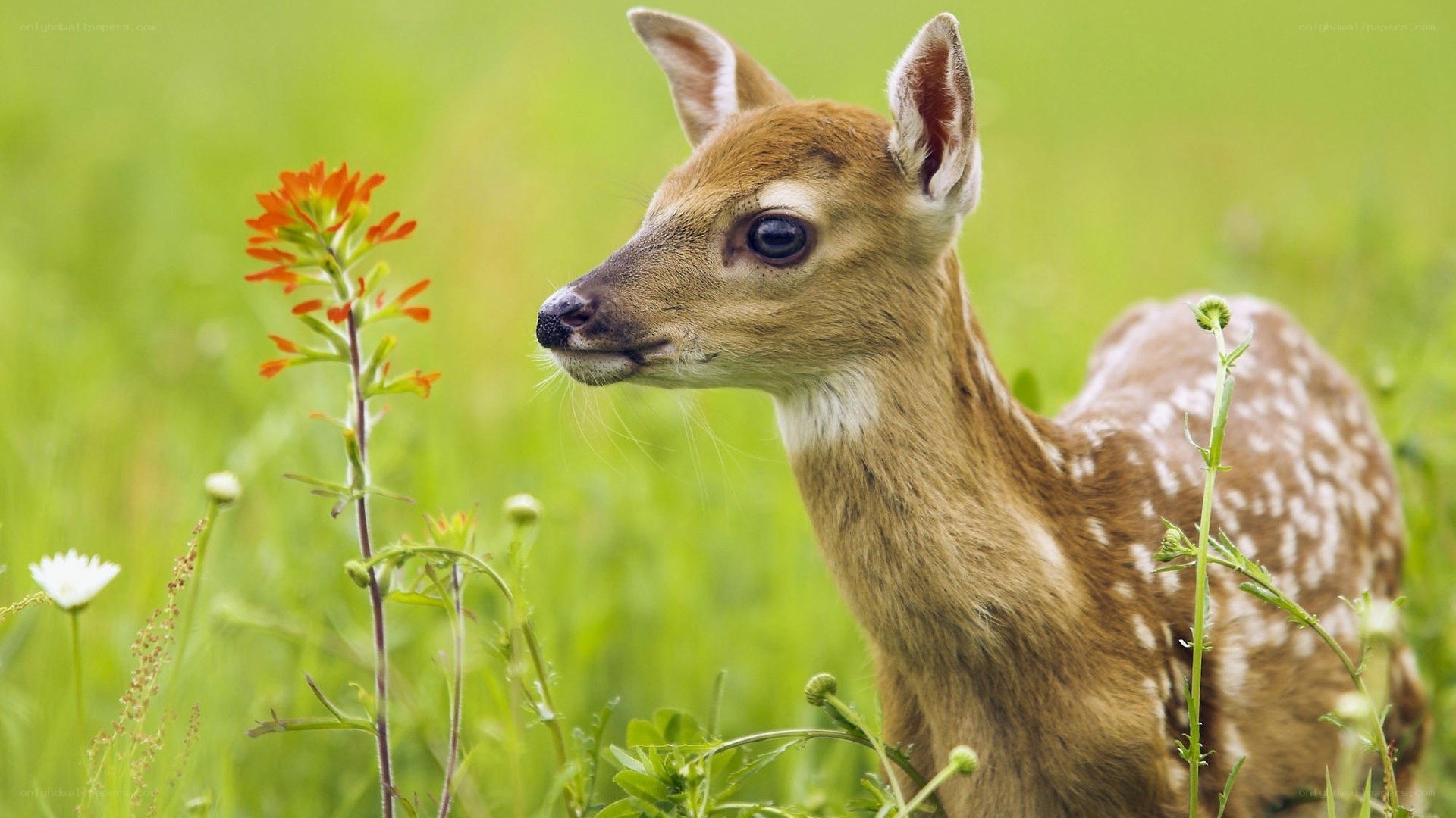 fawn in a green field